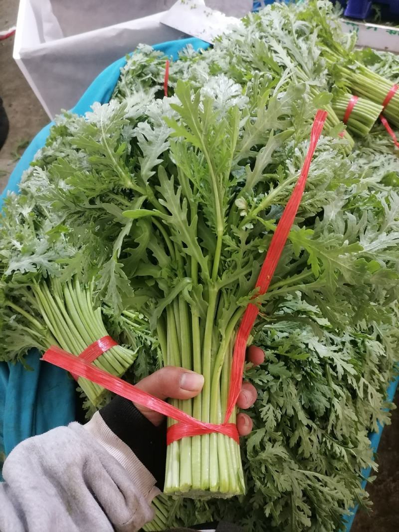 精品茼蒿