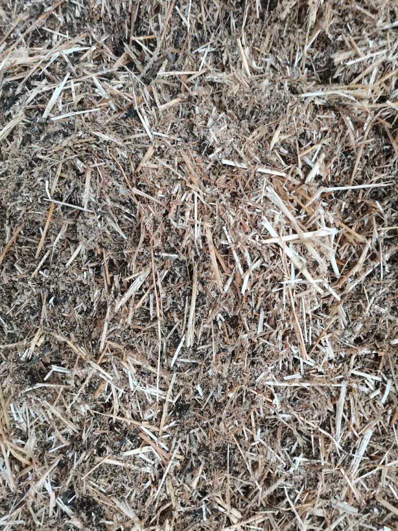 啤酒糟、小麦秸秆发酵，草料60%啤酒糟40%
