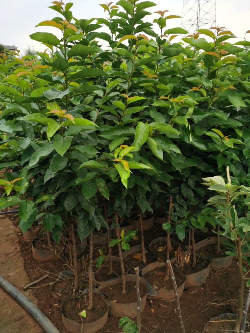 樱桃树苗2-4分粗袋装苗数量大自产自销