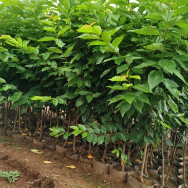 樱桃树苗2-4分粗袋装苗数量大自产自销