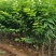 樱桃树苗2-4分粗袋装苗数量大自产自销