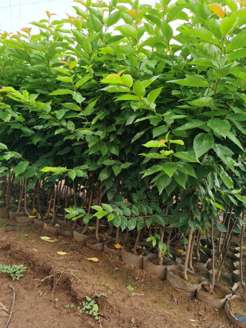 樱桃树苗2-4分粗袋装苗数量大自产自销