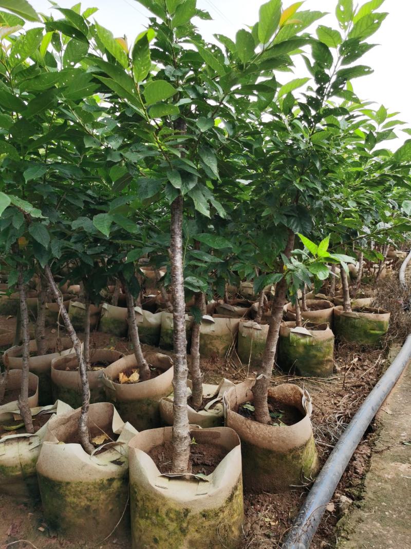 樱桃树苗2-4分粗袋装苗数量大自产自销