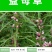 可食用益母草种子中草药菜籽四季播易种庭院阳台盆栽有机蔬菜