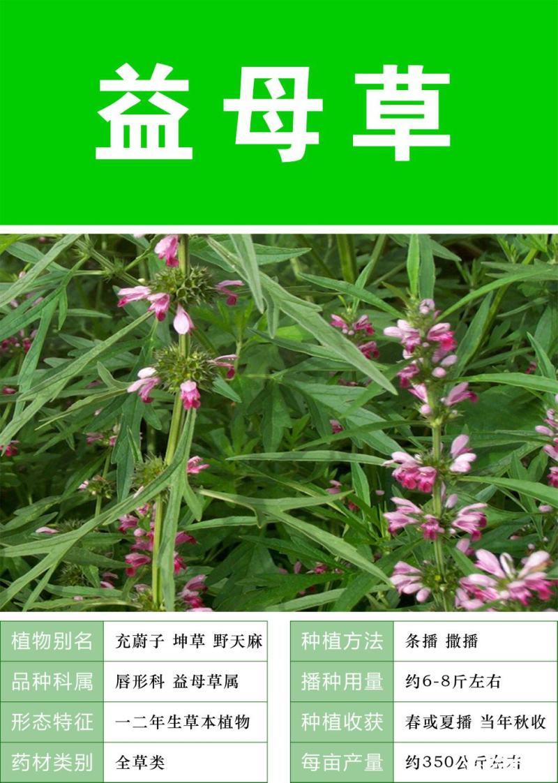 可食用益母草种子中草药菜籽四季播易种庭院阳台盆栽有机蔬菜