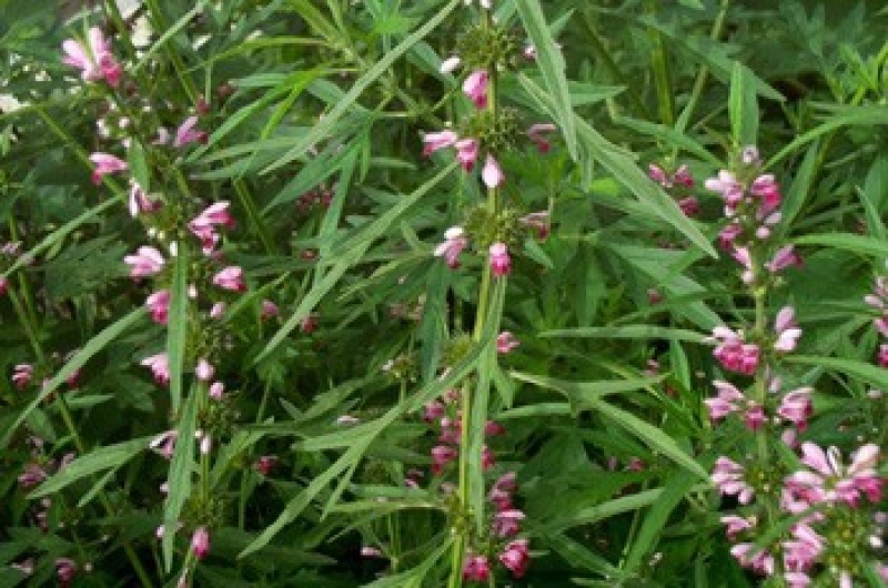 可食用益母草种子中草药菜籽四季播易种庭院阳台盆栽有机蔬菜