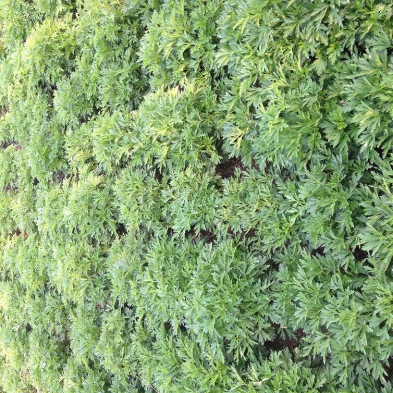 可食用益母草种子中草药菜籽四季播易种庭院阳台盆栽有机蔬菜