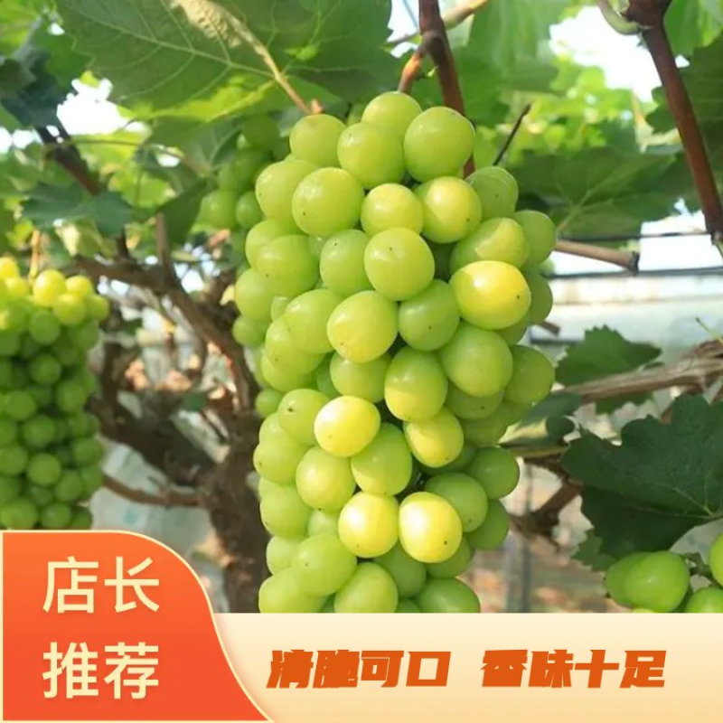 《精选》湖南澧县阳光玫瑰葡萄香甜多汁品质保证可视频看货