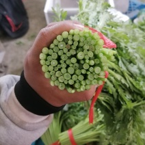 张北县茼蒿