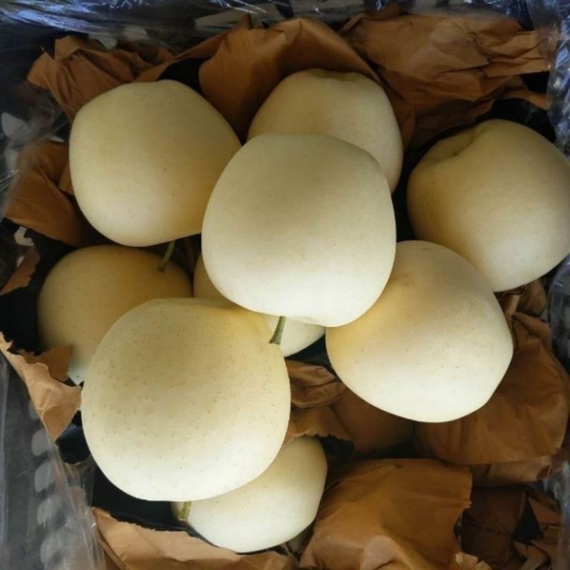 产地直供辽宁黄元帅苹果口感甜个头大诚信量大从优