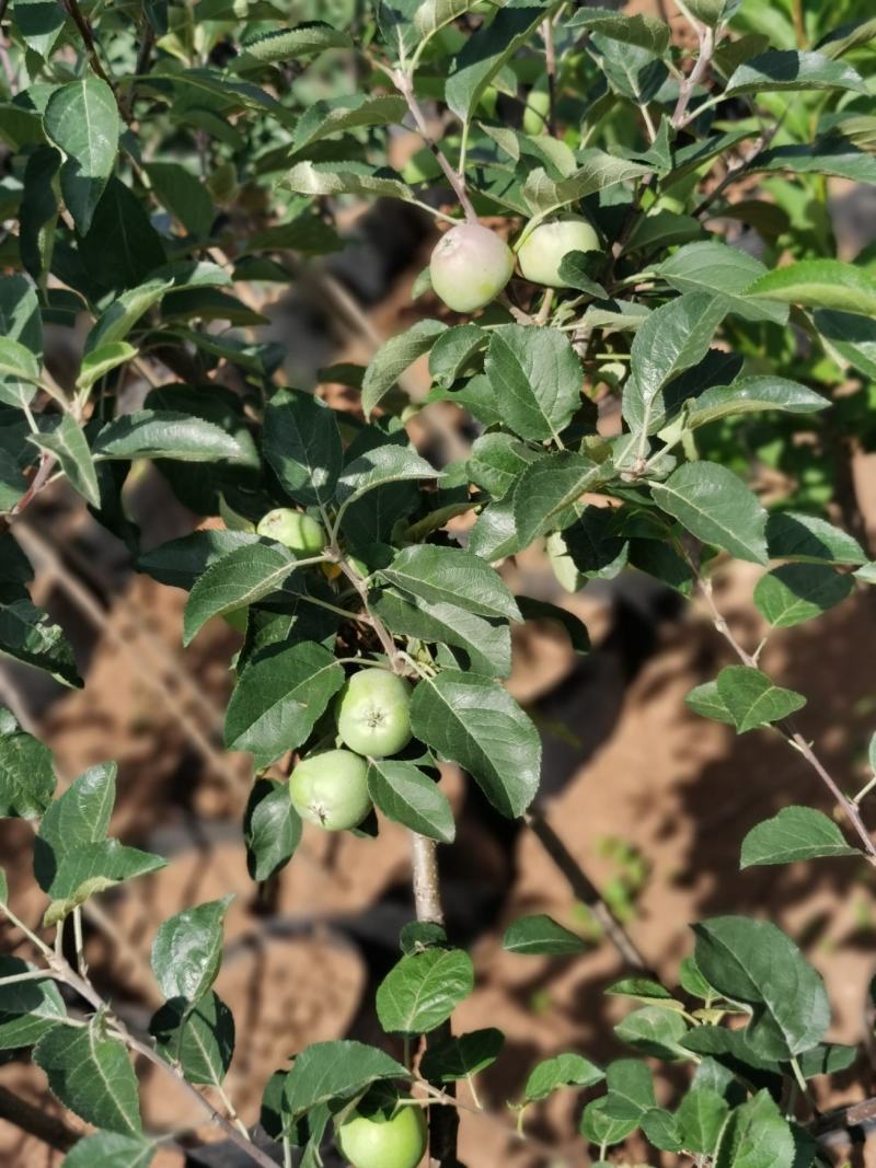 苹果树苗红露红富士鲁丽