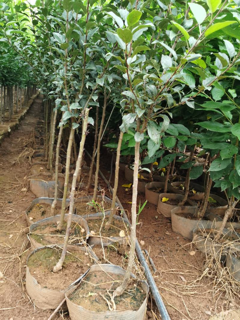 苹果树苗红露红富士鲁丽