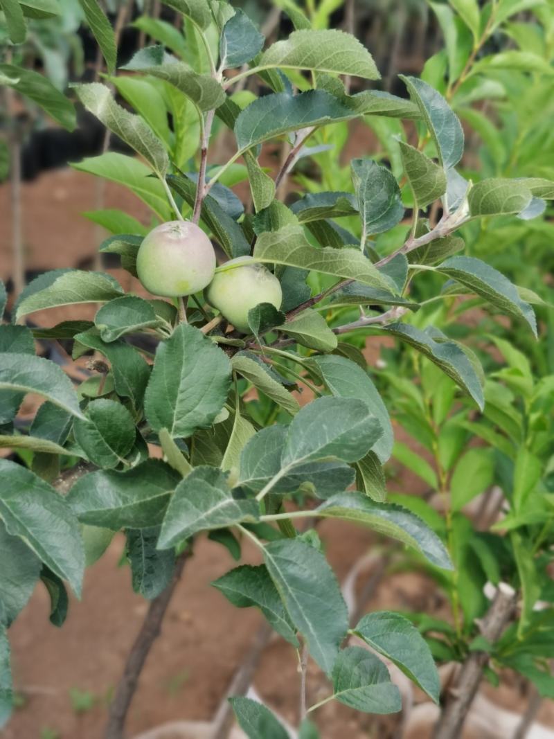 苹果树苗红露红富士鲁丽