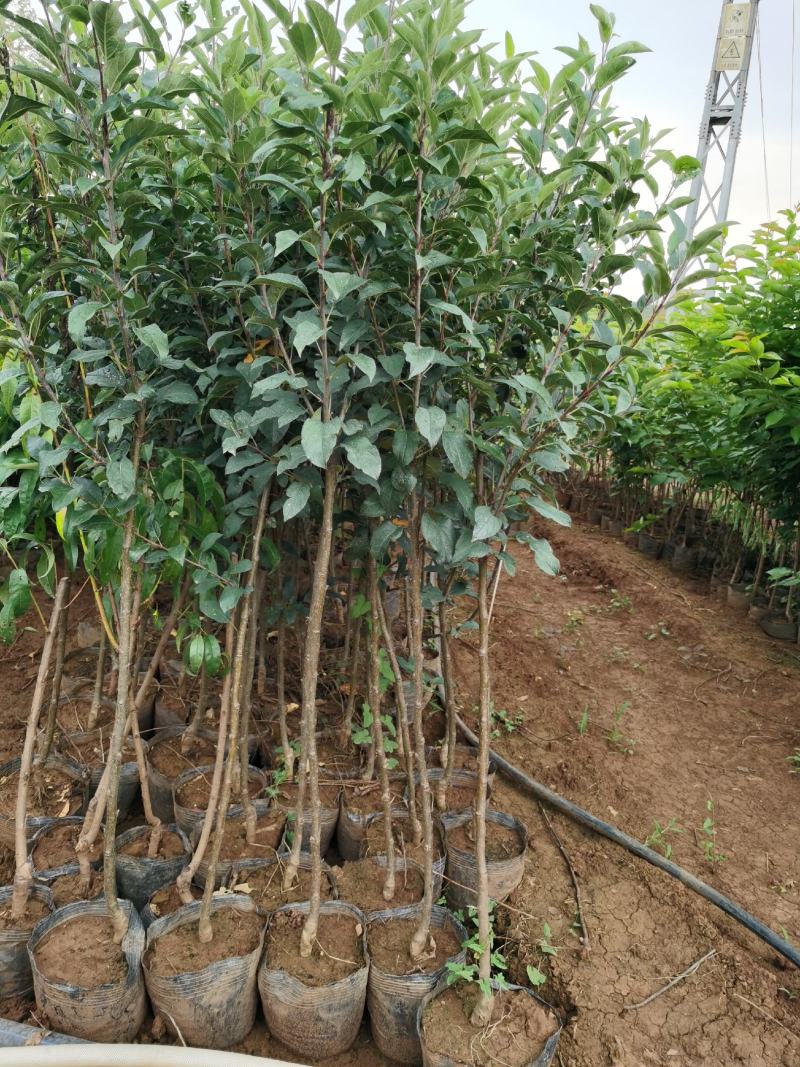 苹果树苗红露红富士鲁丽