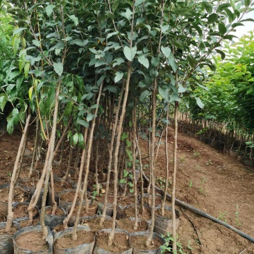 苹果树苗红露红富士鲁丽