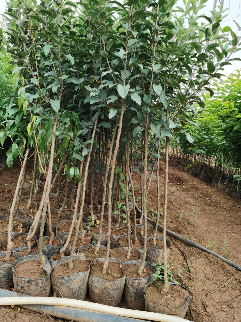 苹果树苗红露红富士鲁丽