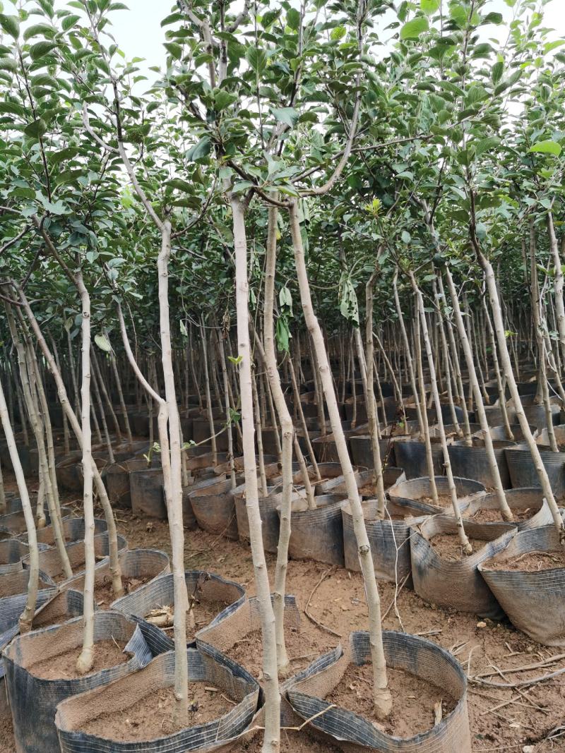 苹果树苗红露红富士鲁丽