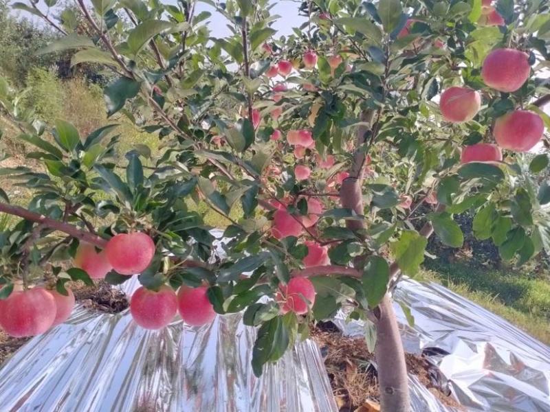 【有好货】基地直供辽宁嘎啦苹果大量上市诚信一手货源