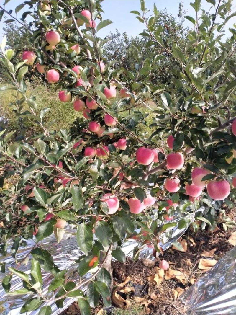 【有好货】基地直供辽宁嘎啦苹果大量上市诚信一手货源