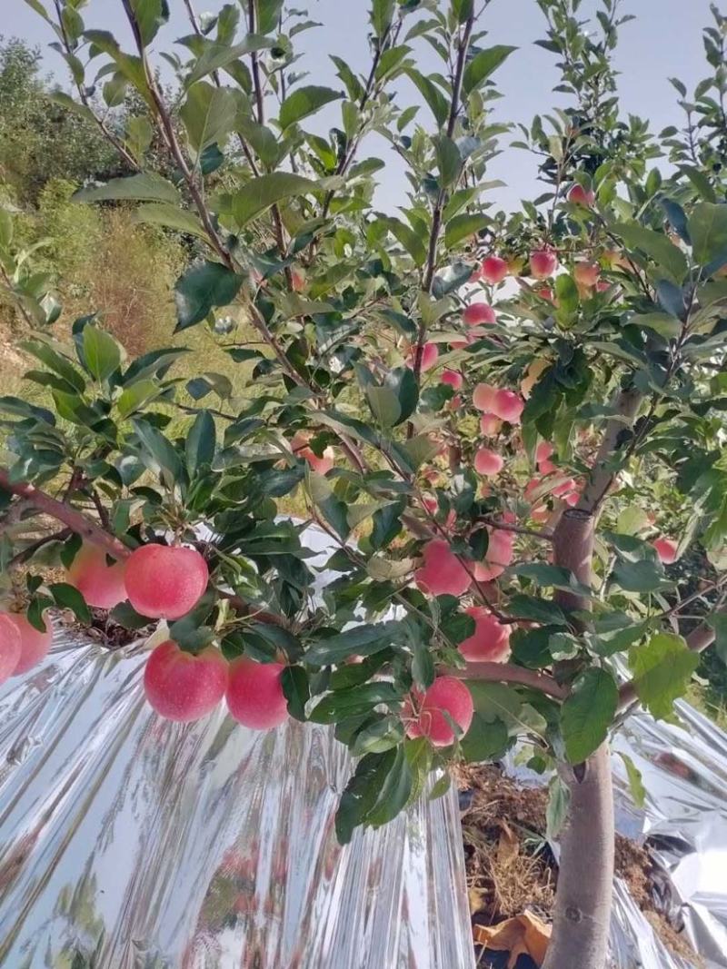 【有好货】基地直供辽宁嘎啦苹果大量上市诚信一手货源