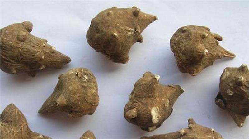 扶阳四川生附个片黑顺片制片中药材炮附片生附个