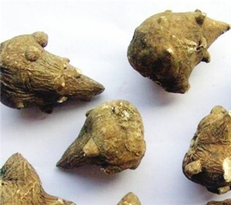 扶阳四川生附个片黑顺片制片中药材炮附片生附个