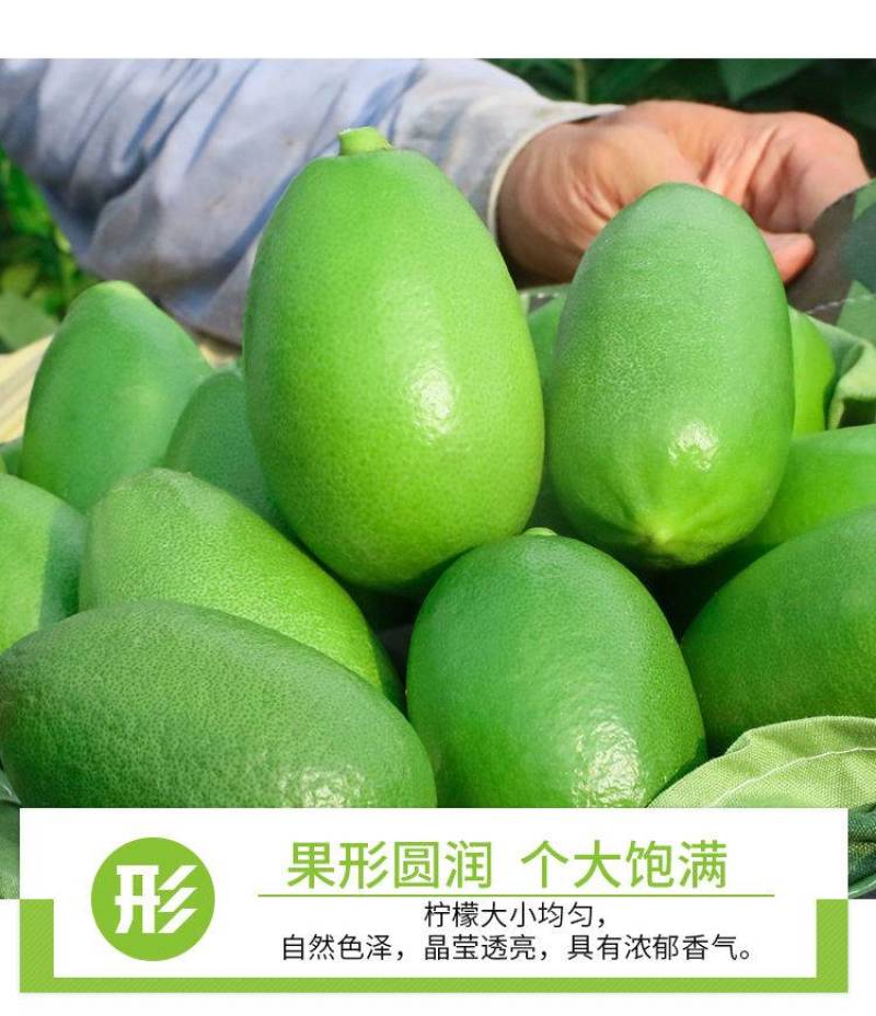 香水柠檬，海南香水柠檬，台湾香水柠檬子弹头柠檬，一件代发