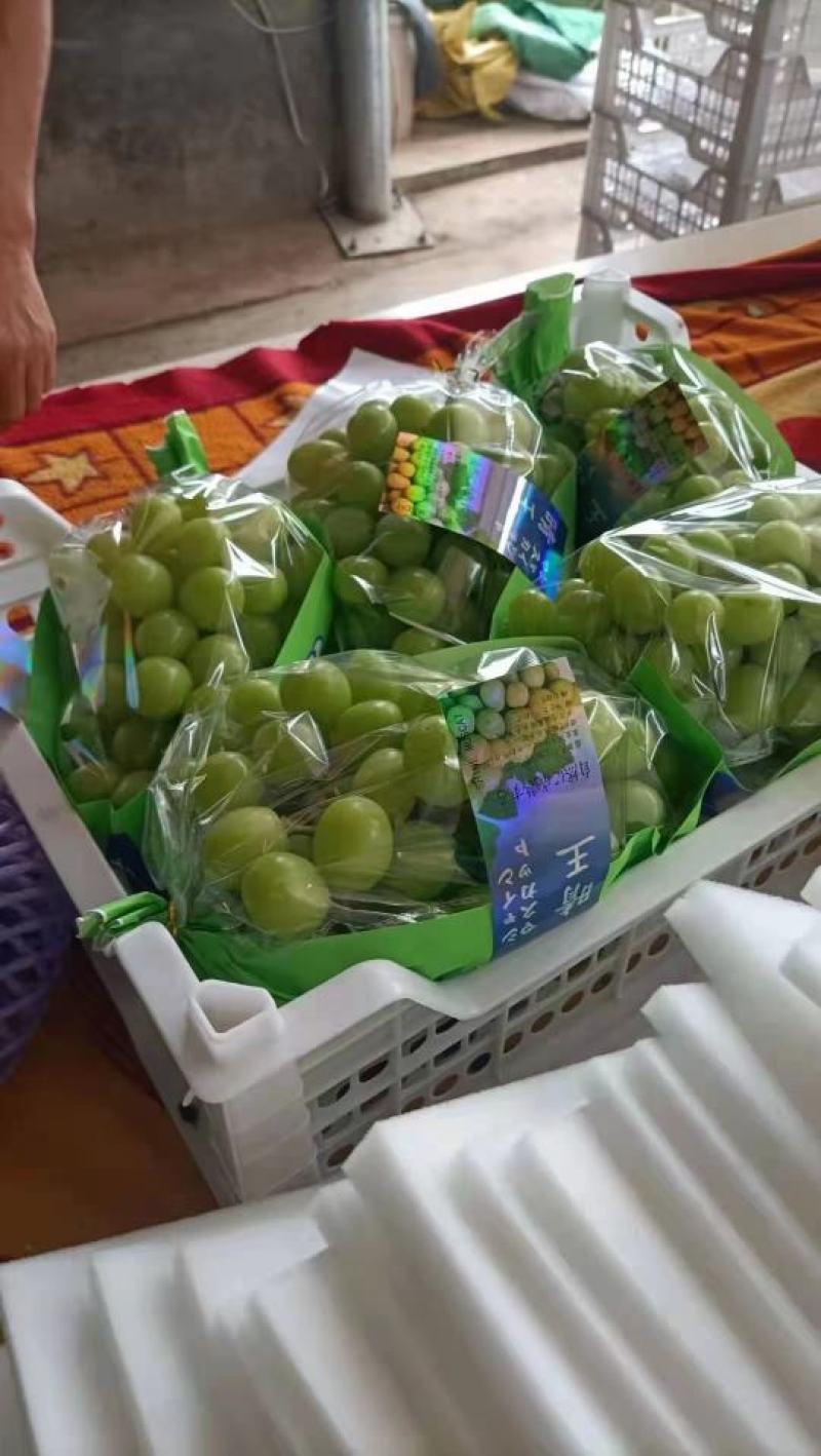 甜阳光玫瑰葡萄甜脆可口大粒整串果园直发诚信实力代办