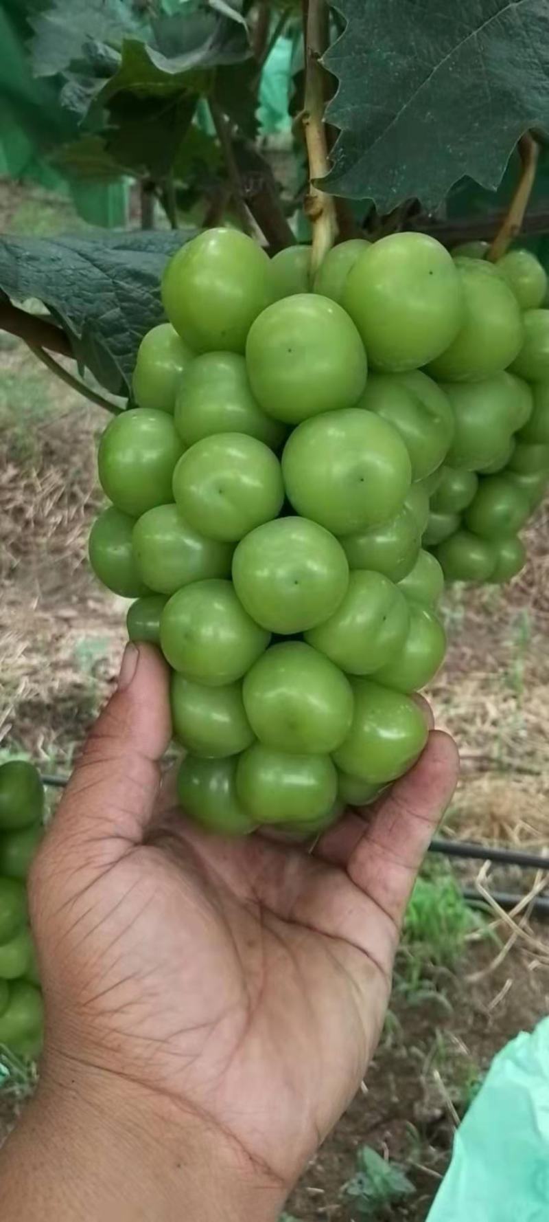大量有货，精品阳光玫瑰