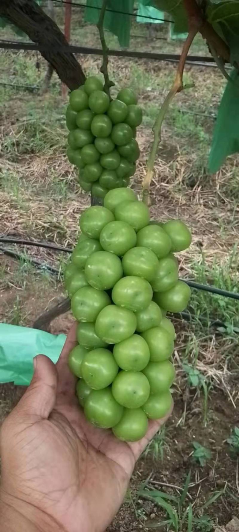 大量有货，精品阳光玫瑰