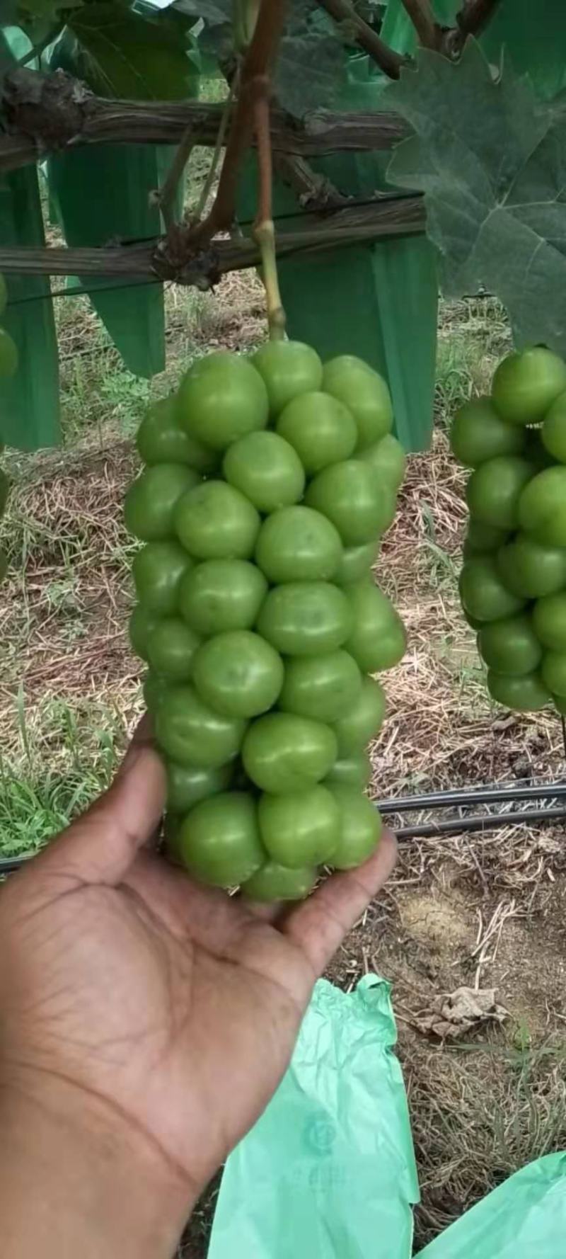 大量有货，精品阳光玫瑰
