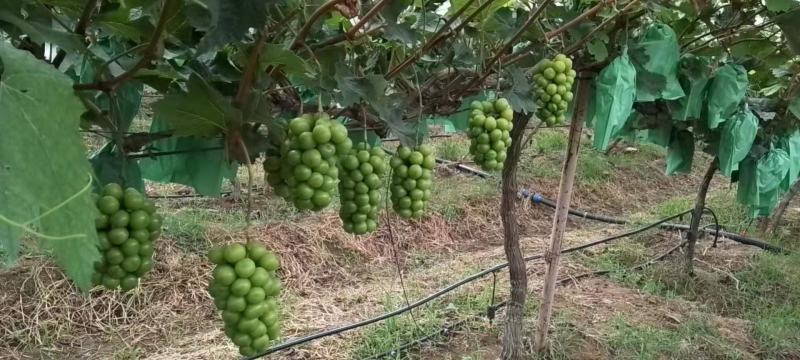大量有货，精品阳光玫瑰