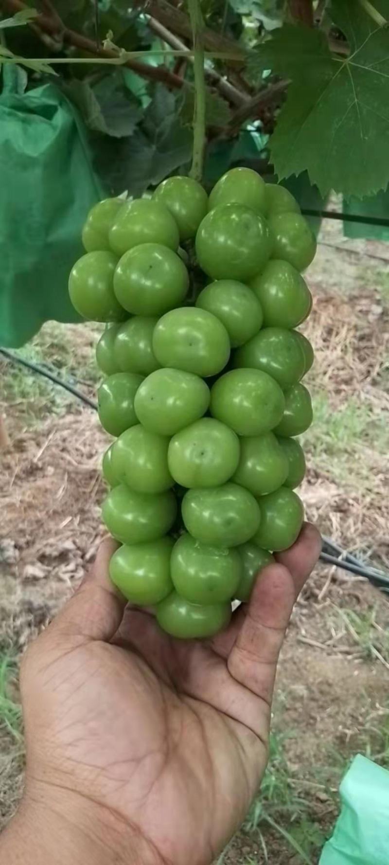 大量有货，精品阳光玫瑰