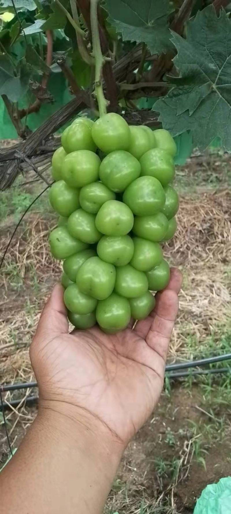 大量有货，精品阳光玫瑰