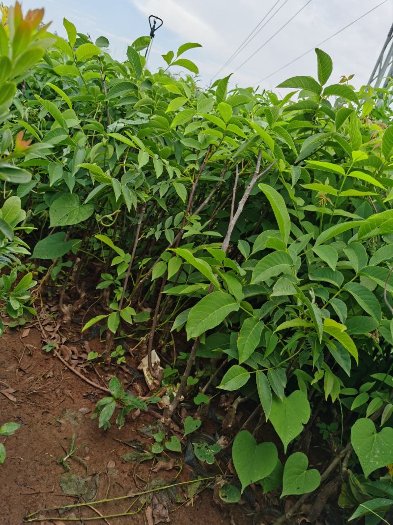 核桃树苗
