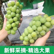 甜阳光玫瑰葡萄甜脆可口大粒整串果园直发诚信实力代办