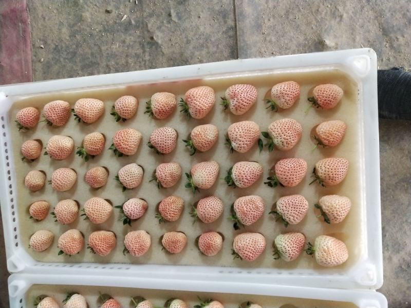 草莓中的贵族，白草莓苗有现货供应，品种有小町，淡雪，白雪