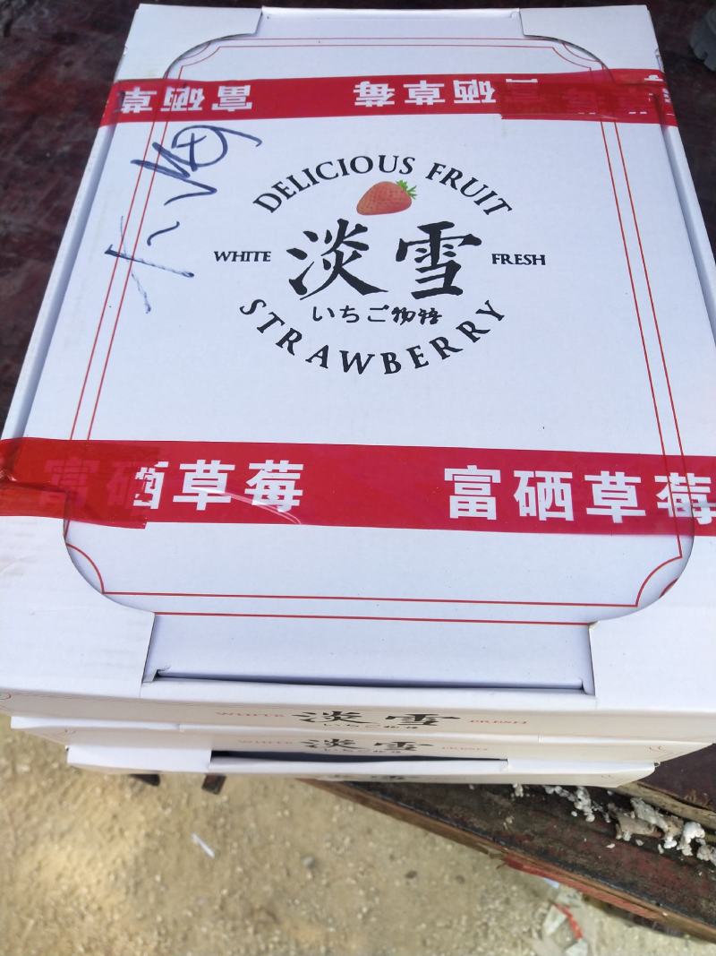 草莓中的贵族，白草莓苗有现货供应，品种有小町，淡雪，白雪