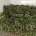草莓中的贵族，白草莓苗有现货供应，品种有小町，淡雪，白雪