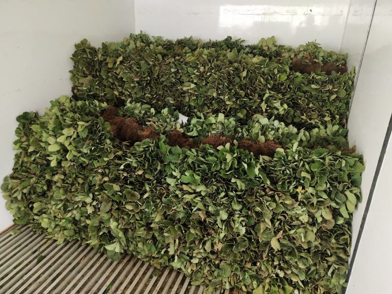 草莓中的贵族，白草莓苗有现货供应，品种有小町，淡雪，白雪