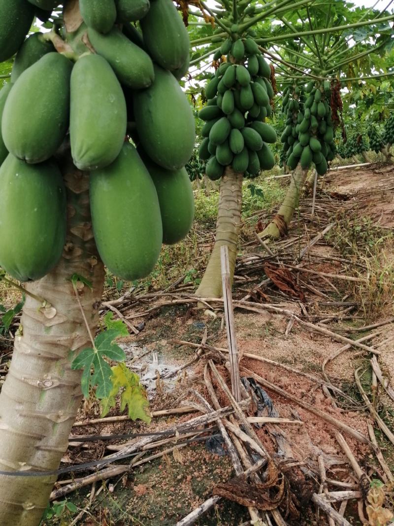 木瓜，基地种植，甜度高，肉质靓，商品性好，大量供货