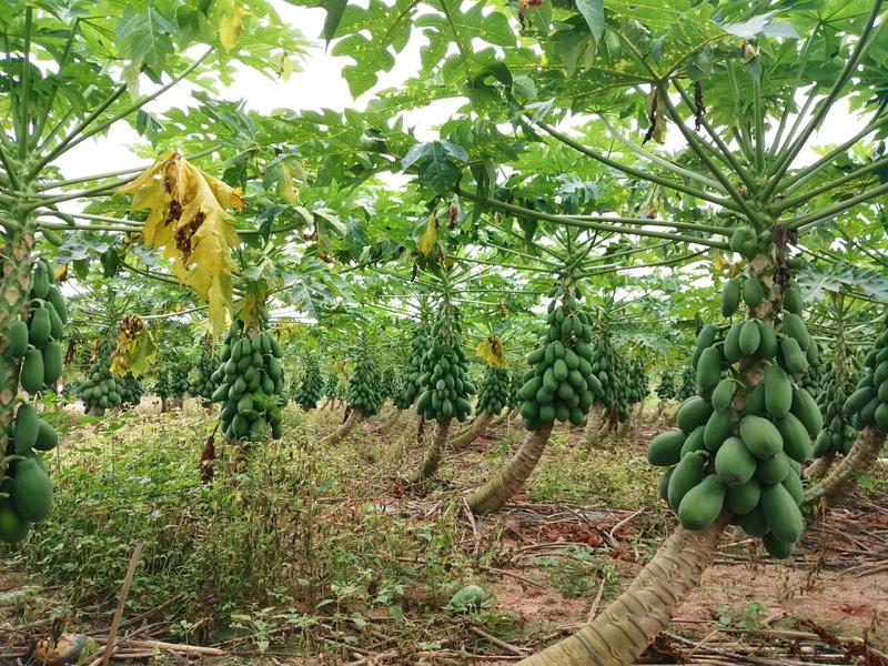 木瓜，基地种植，甜度高，肉质靓，商品性好，大量供货