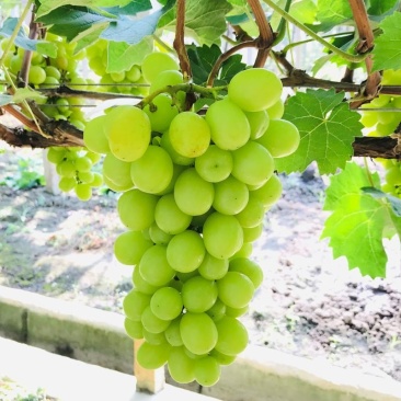 阳光玫瑰湖南澧县阳光玫瑰葡萄新鲜应季水果大量上市品质保证