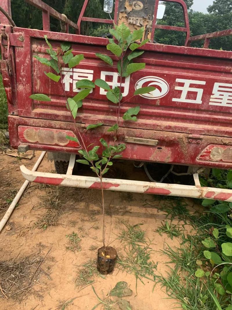 黄栌不同高度都有苗圃种植基地直发，品质好价格低