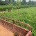 黄栌不同高度都有苗圃种植基地直发，品质好价格低