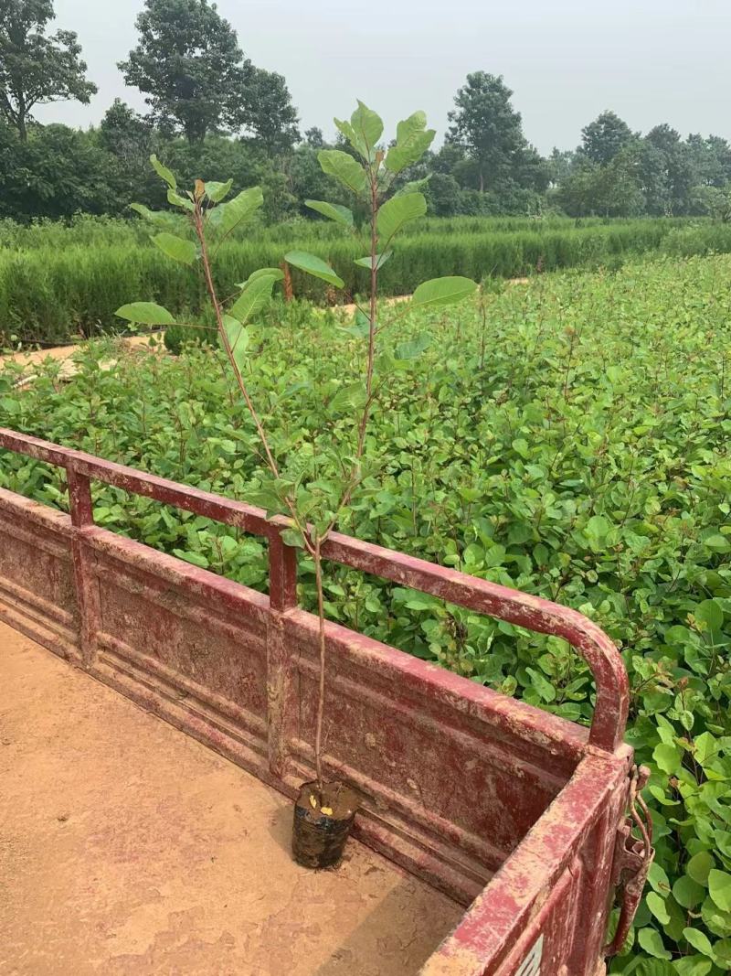 黄栌不同高度都有苗圃种植基地直发，品质好价格低
