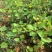 黄栌不同高度都有苗圃种植基地直发，品质好价格低