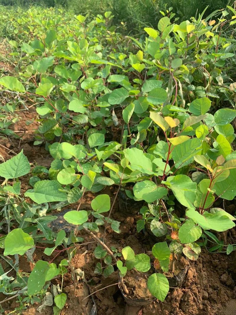 黄栌不同高度都有苗圃种植基地直发，品质好价格低