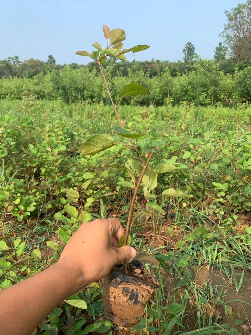 黄栌不同高度都有苗圃种植基地直发，品质好价格低