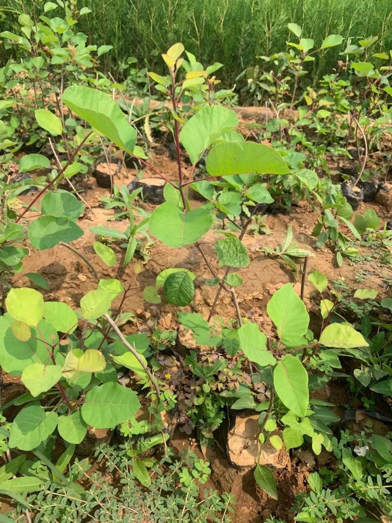 黄栌不同高度都有苗圃种植基地直发，品质好价格低